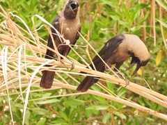 Corvus splendens