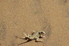 Meroles anchietae