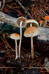 Hypholoma marginatum
