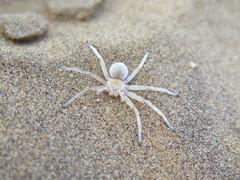 Carparachne aureoflava