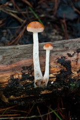 Hypholoma marginatum