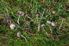 Psilocybe baeocystis