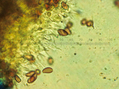 Psilocybe baeocystis