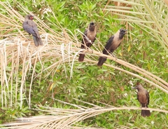 Corvus splendens
