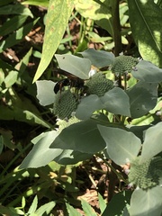 Tachytes guatemalensis