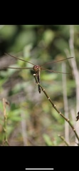 Libellula auripennis