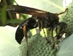 Tachytes guatemalensis