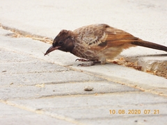 Pycnonotus cafer