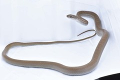 Mastigodryas danieli