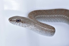 Mastigodryas danieli