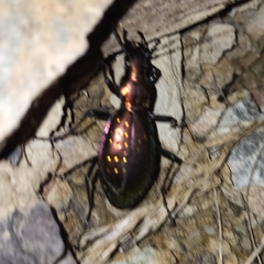Carabus rutilans
