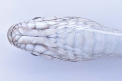 Mastigodryas danieli