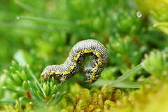 Lycia alpina