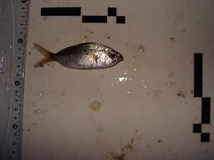 Eucinostomus