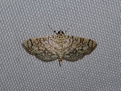 Haritalodes