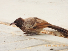 Pycnonotus cafer