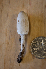 Coprinopsis semitalis