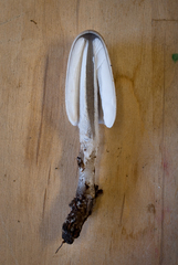 Coprinopsis semitalis