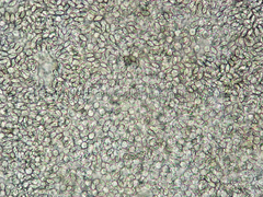 Coprinopsis semitalis