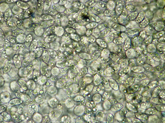 Coprinopsis semitalis