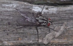 Eustalomyia
