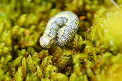 Lycia alpina