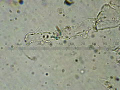 Coprinopsis semitalis