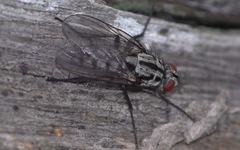 Eustalomyia