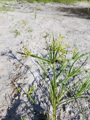 Cyperus dentatus