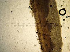 Coprinopsis semitalis