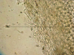 Coprinopsis semitalis