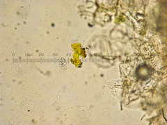 Coprinopsis semitalis