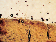 Coprinopsis semitalis