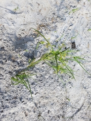 Cyperus dentatus