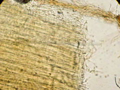 Coprinopsis semitalis