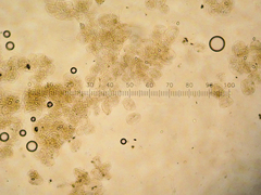 Coprinopsis semitalis