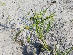 Cyperus dentatus