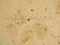 Coprinopsis semitalis