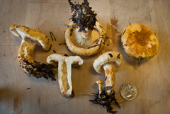 Lactarius scrobiculatus canadensis