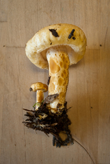 Lactarius scrobiculatus canadensis