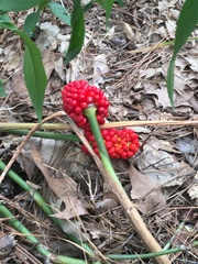 Arisaema dracontium
