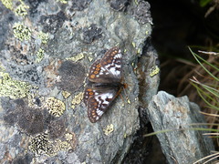 Euphydryas cynthia