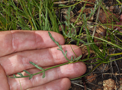 Lomatium tracyi