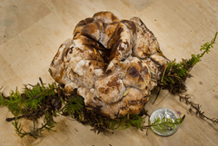 Amylocystis lapponica