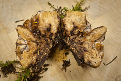 Amylocystis lapponica