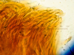 Amylocystis lapponica