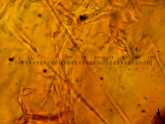 Amylocystis lapponica