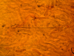 Amylocystis lapponica