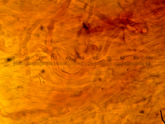 Amylocystis lapponica