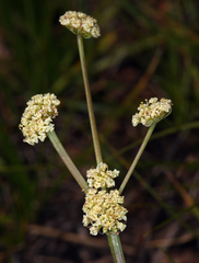 Lomatium tracyi